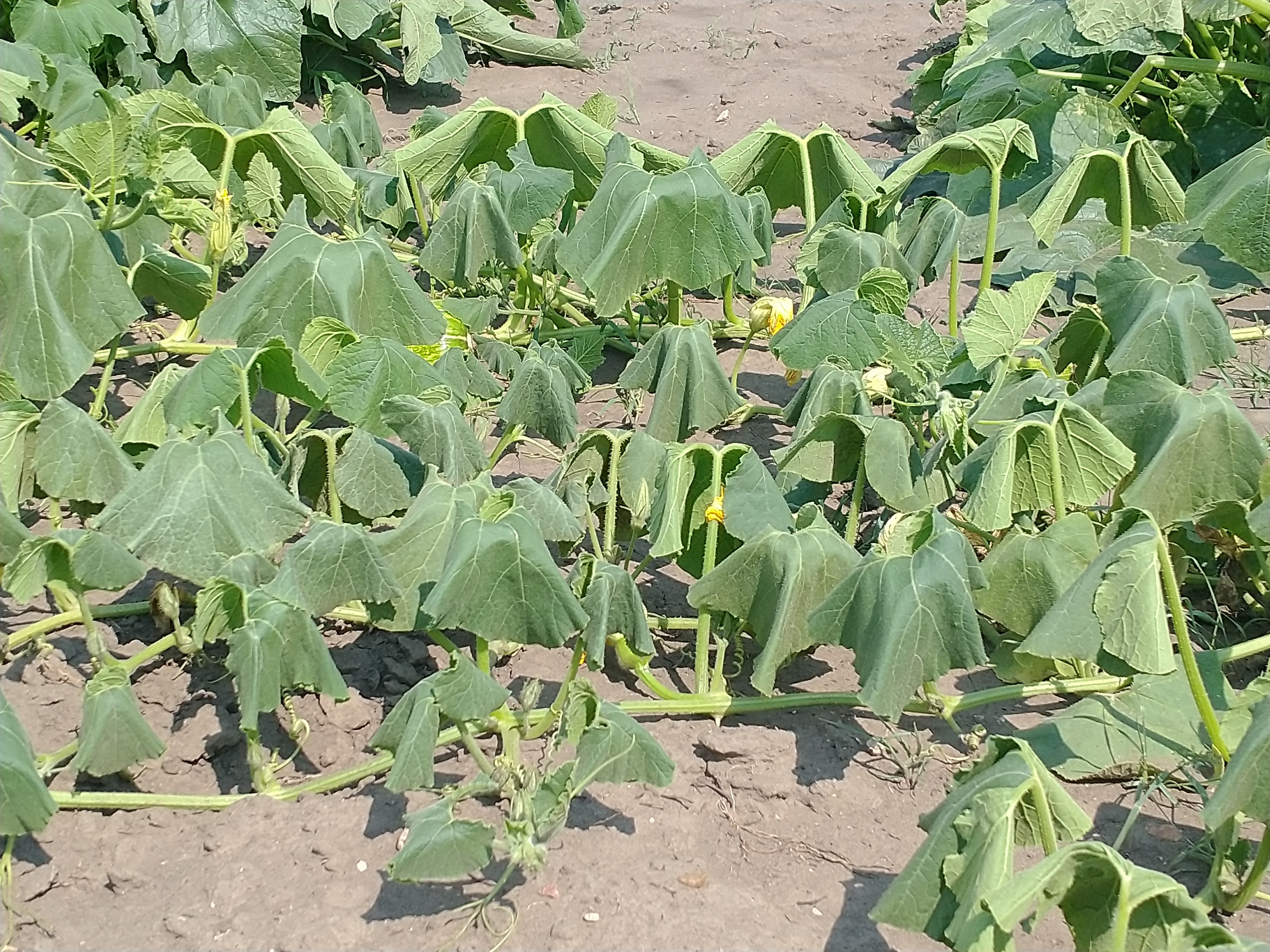 Dakota Gardener: Helping gardens survive extreme heat